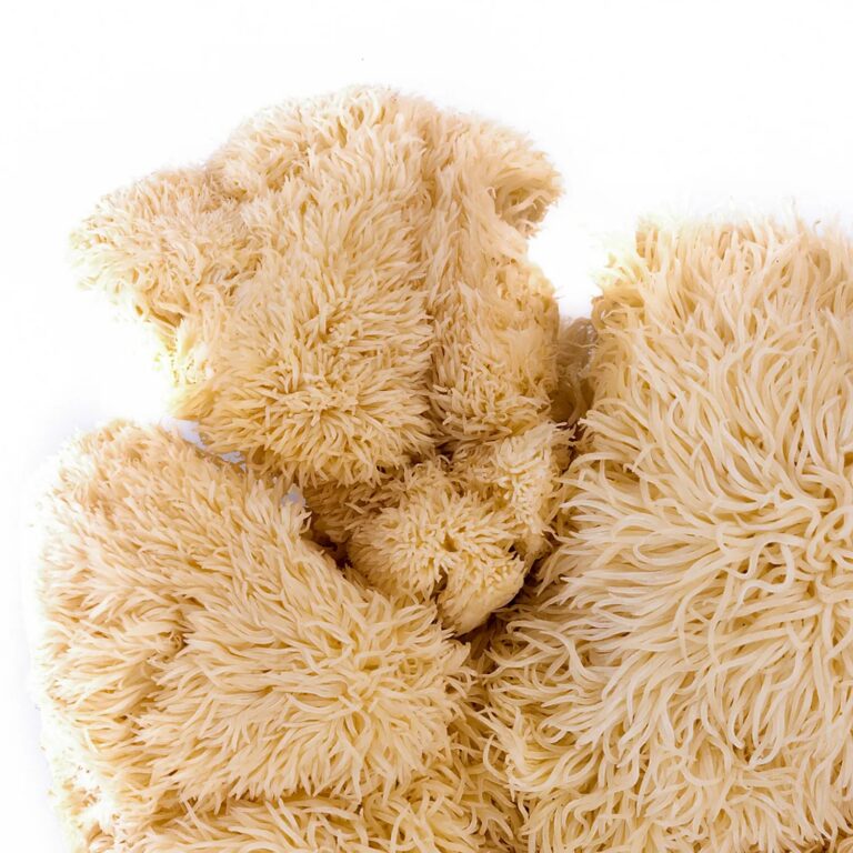 Lion's mane — Hericium erinaceus