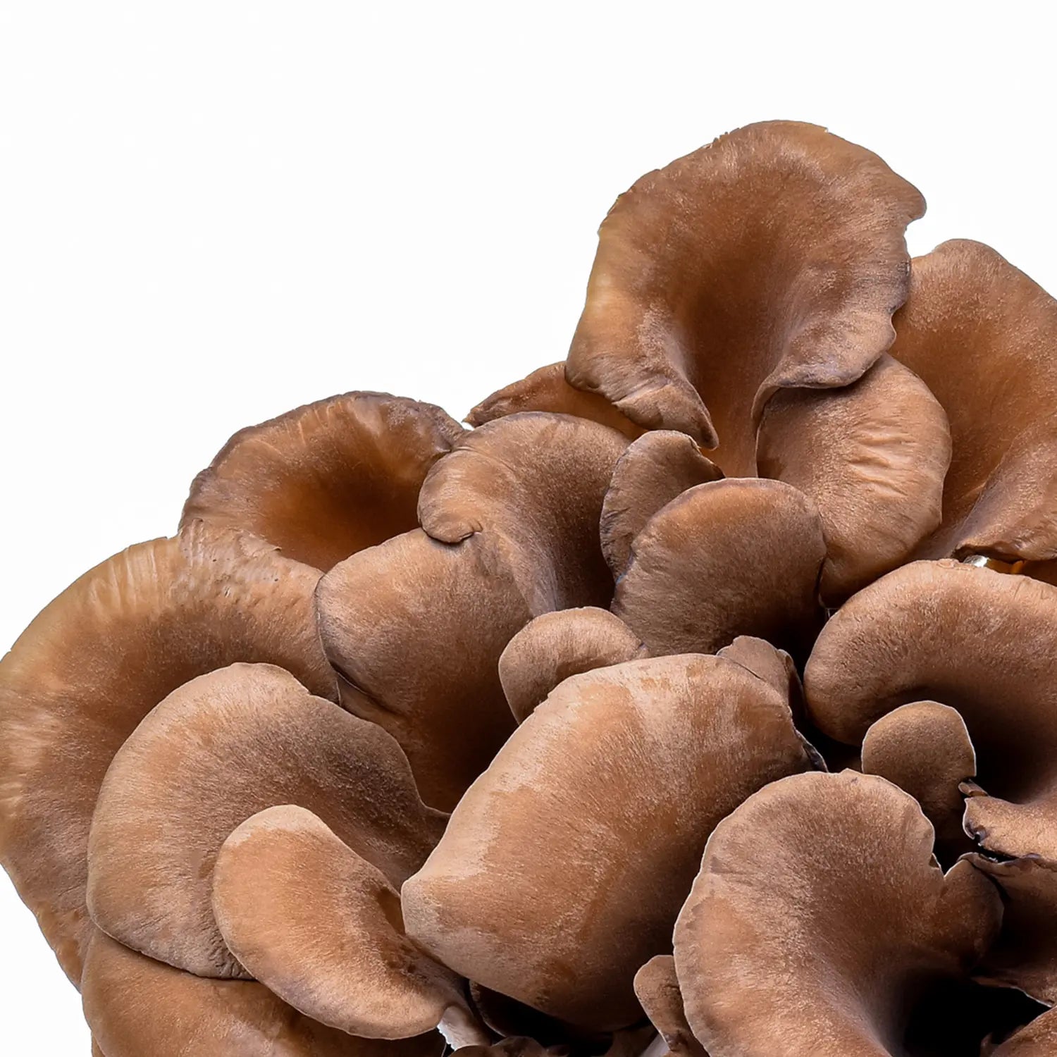 Maitake (Grifola frondosa)