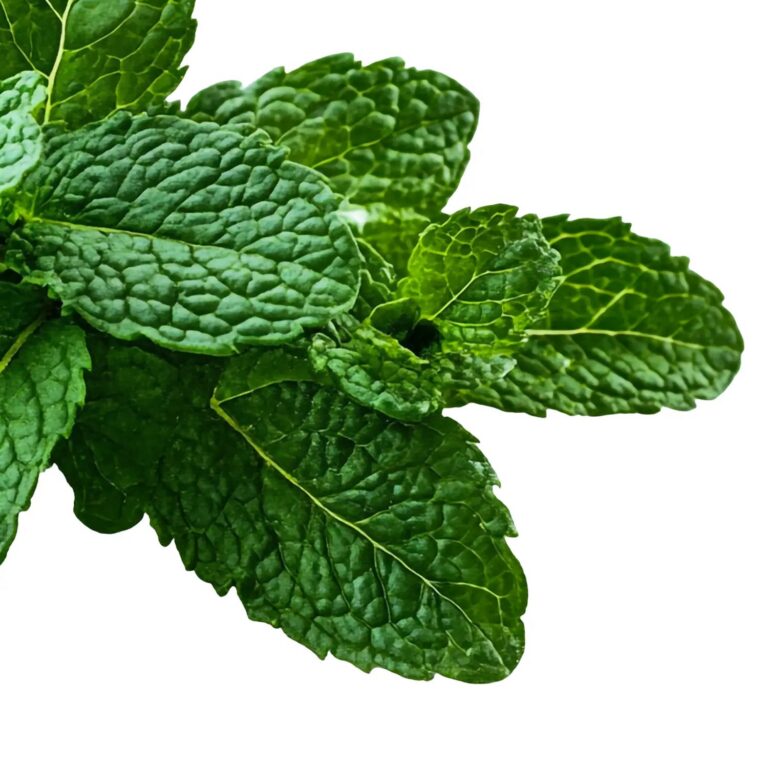 Mátový extrakt — Mentha piperita