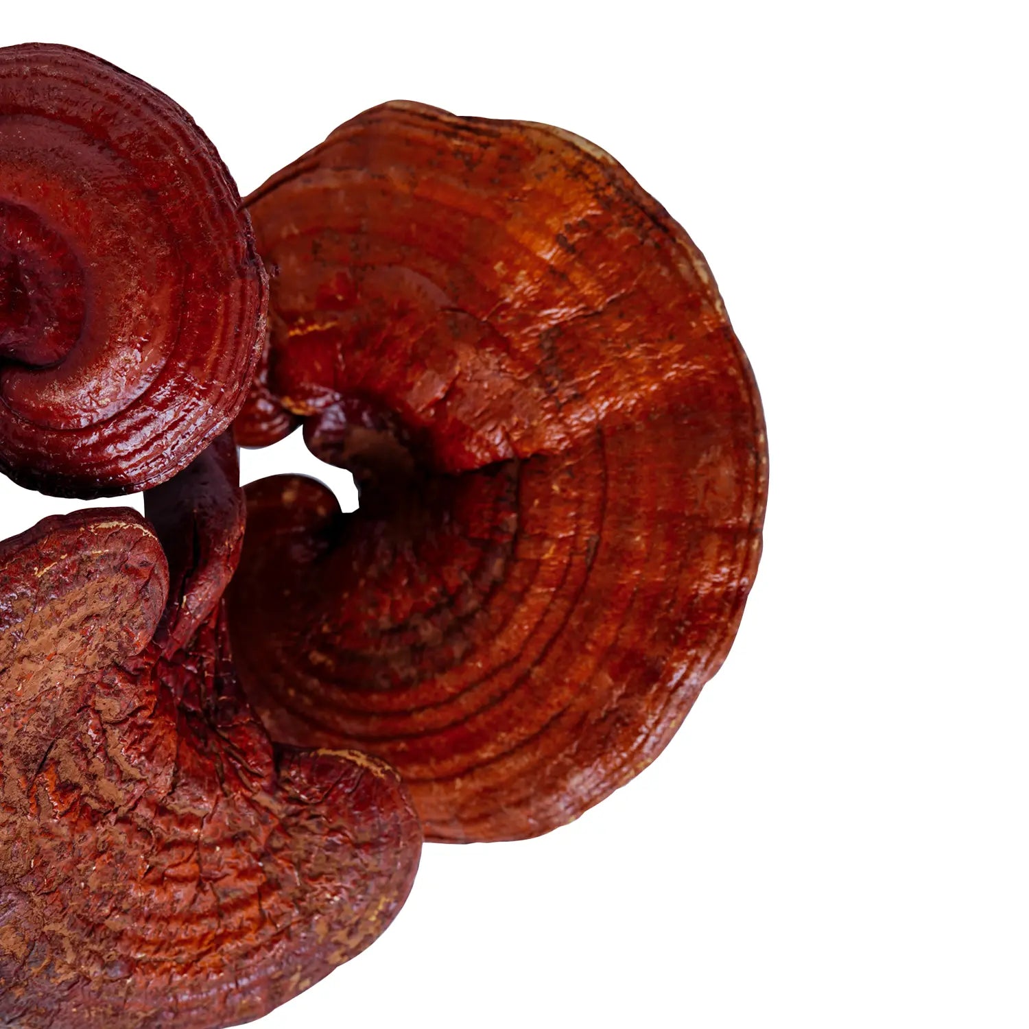 Reishi (Ganoderma lucidum)
