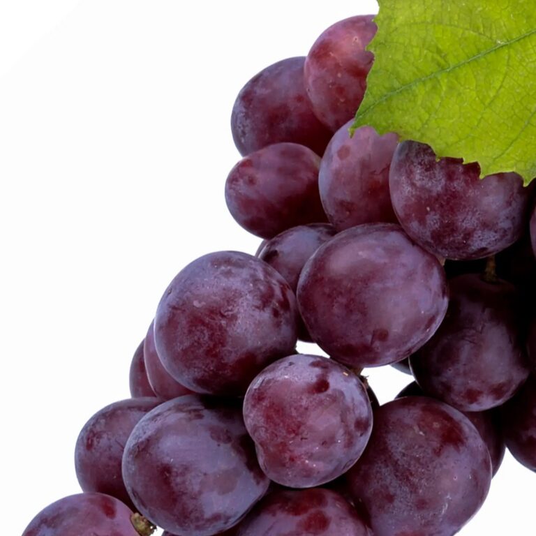 Resveratrol — křídlatka japonská