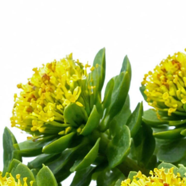 Rozchodnice růžová — Rhodiola rosea