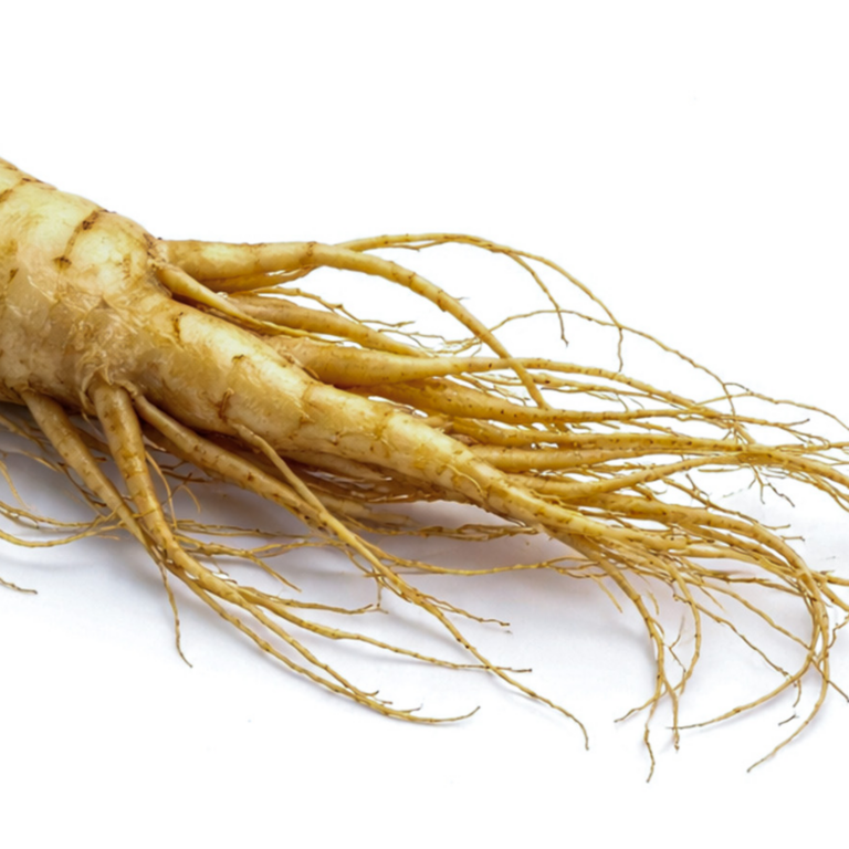 Ženšen pravý — Panax ginseng
